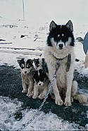click to see gallery

Lady and her 5-week-old husky pups
2017-11-28&nbsp;Photo:&nbsp;'2026 Apr 13 17:44'
Original size:&nbsp;1,228 x 1,808; 511 kB
Filename:&nbsp;'2017-11-28 Lady and her 5-week-old husky pups'