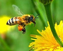 The incredible skills of honeybees