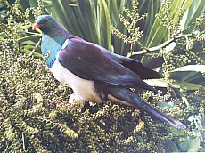 The Great Kererū Count - getting the numbers right