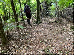 Ungulates reaching plague proportions Hera Cook''