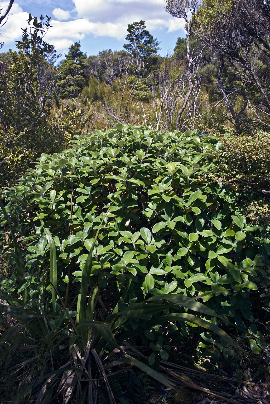 click on the photo to download the original image

Olearia-colensoi-colens-02a