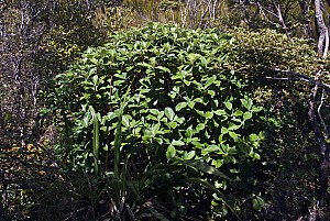 Olearia-colensoi-colens-02b.jpg: 1600x1071, 957k (2017 Apr 24 00:00)