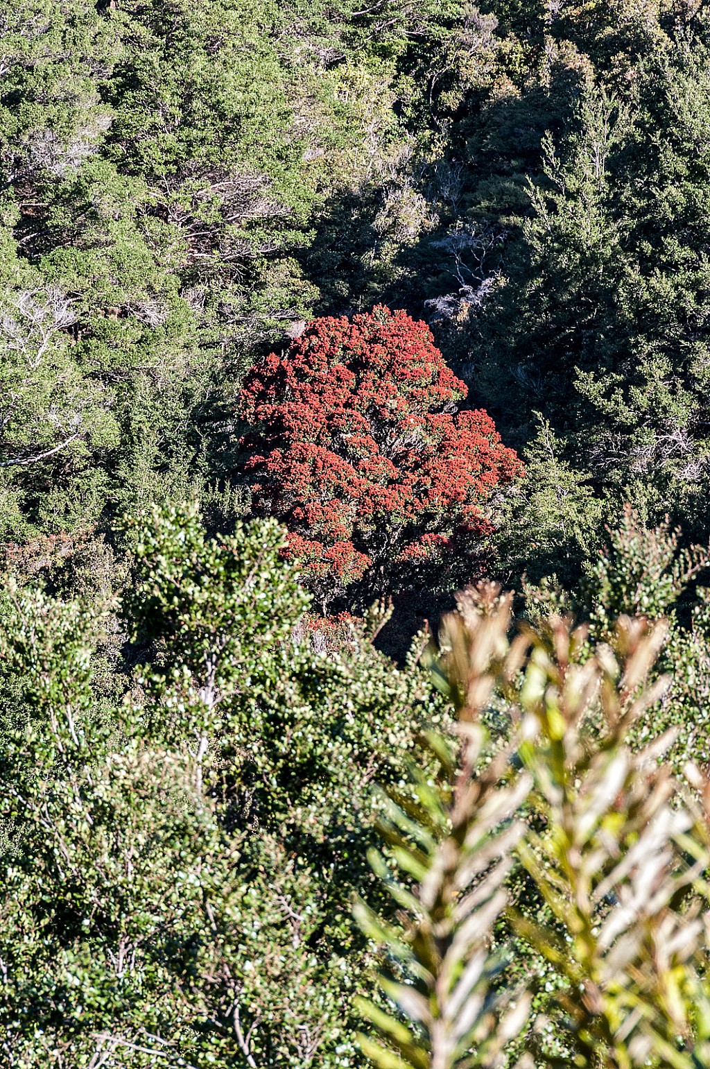 click on the photo to download the original image

Metrosideros-robusta-29