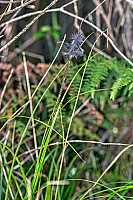 Aotearoa Native Plants