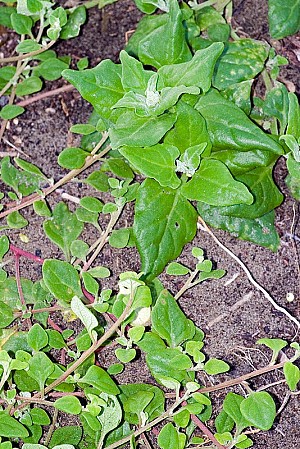 TetragoniaTetragonioides.jpeg: 534x800, 481k (2017 Apr 20 06:35)