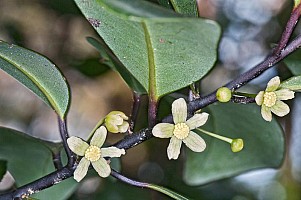 Aotearoa Native Plants
