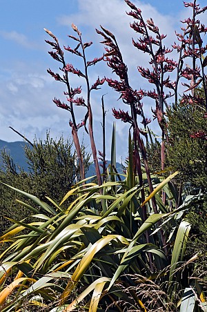 Phormium-tenax-05.jpg: 1063x1600, 845k (2017 Apr 24 04:08)