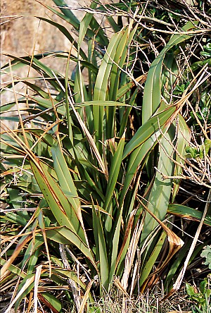 Phormium-cookianum-01.jpg: 1080x1600, 985k (2017 Nov 02 09:08)