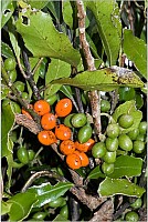 Aotearoa Native Plants