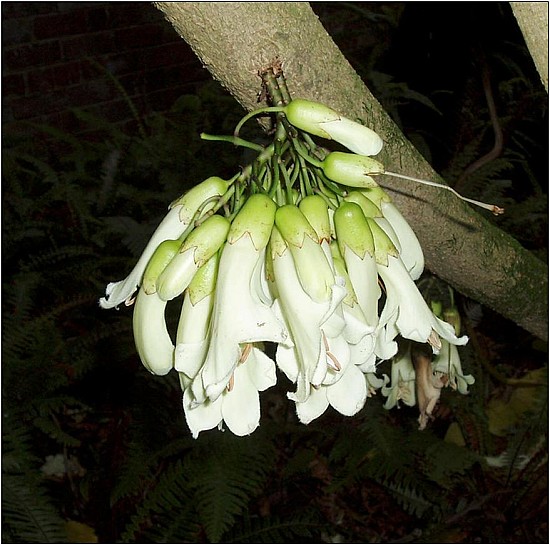 tecomanthe.jpg: 879x873, 95k (2016 Nov 26 00:00)