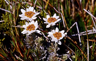 Aotearoa Native Plants