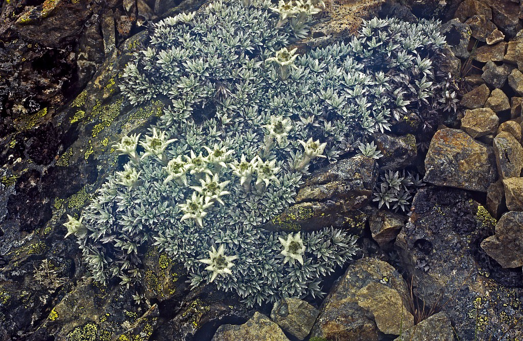 click on the photo to download the original image

Leucogenes-tarahaoa-03a