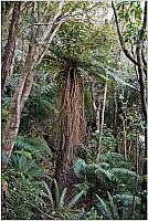 Aotearoa Native Plants