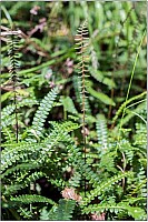 Aotearoa Native Plants