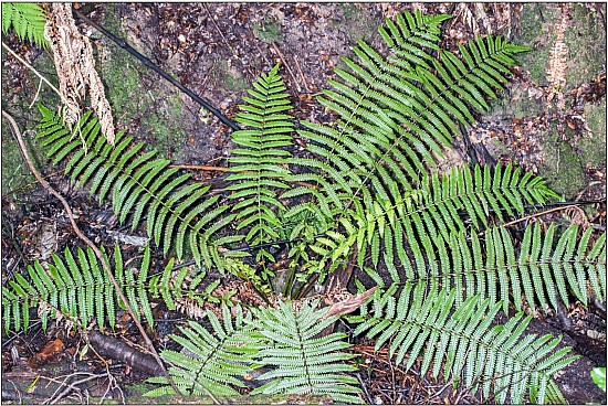 pakau.jpg: 1616x1082, 561k (2016 Dec 08 02:31)