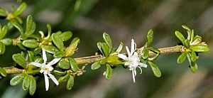 treedaisy.jpg: 830x382, 65k (2020 Mar 02 01:11)