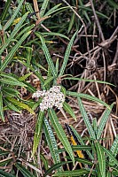 Aotearoa Native Plants