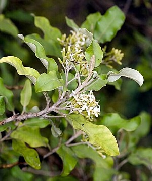 Akiraho.jpg: 529x629, 81k (2020 Apr 11 00:00)