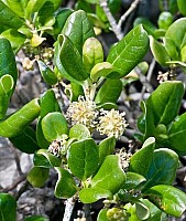 Aotearoa Native Plants