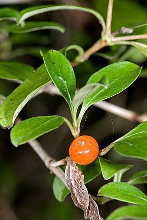 stinkwood.jpg: 594x887, 122k (2021 May 30 13:17)