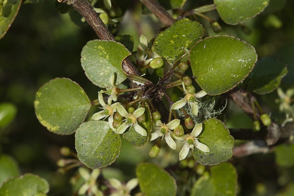 click on the photo to download the original image

tataka