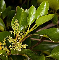 Aotearoa Native Plants
