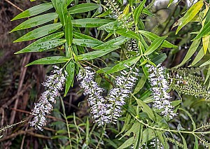 Koromiko.jpg: 751x534, 224k (2023 Nov 02 02:37)