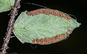 Pellaea rotundifolia2.jpg: 800x500, 101k (2025 Jan 30 08:20)