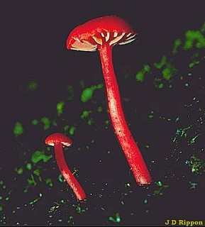 Toadstools. Wall's Whare, Tararua Forest Park. Photo: John Rippon