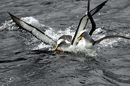 Tish Glasson's 'Albatross Argument'