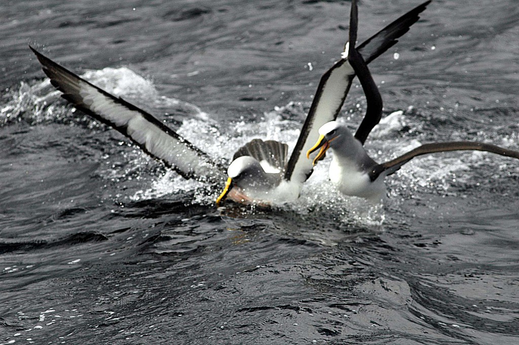 click on the photo to download the original image

AlbatrossArgument