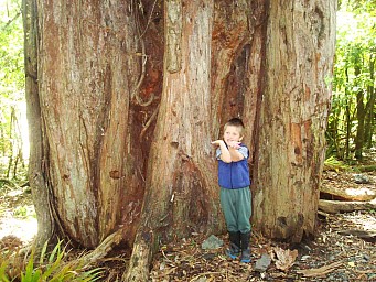 big tree.jpg: 1024x768, 169k (2014 Jul 21 06:38)