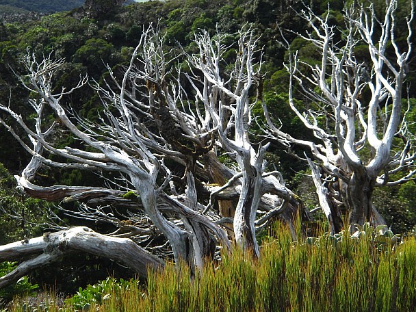 Twisted Taranaki Trees -
Photo:&nbsp;Daniel Rogerson
Photo:&nbsp;'2008 May 10 12:34'
Original size:&nbsp;1,024 x 768; 1,082 kB
Filename:&nbsp;'Twisted Taranaki Trees - Daniel Rogerson'