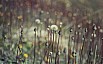 Seeding Dandelions -
Photo:&nbsp;Trish Gardiner-Smith
Original size:&nbsp;1,024 x 639; 493 kB
Filename:&nbsp;'Seeding Dandelions - Trish Gardiner-Smith' 
 2009-Photo Competition Results