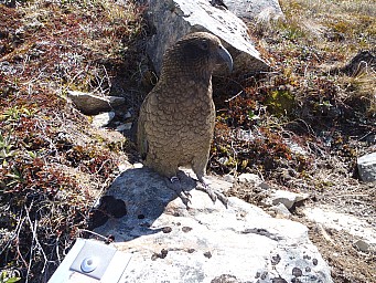 PB090057.jpg: 4288x3216, 3154k (2014 Jul 21 06:52)