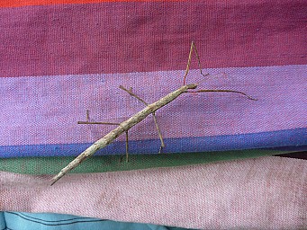 Stick Insect
Photo:&nbsp;Simon
2013-12-08&nbsp;12.06.32&nbsp;Photo:&nbsp;'2013 Dec 08 12:06'
Original size:&nbsp;4,000 x 3,000; 7,446 kB
Filename:&nbsp;'2013-12-08 12.06.32 P1050469 Simon - stick insect'