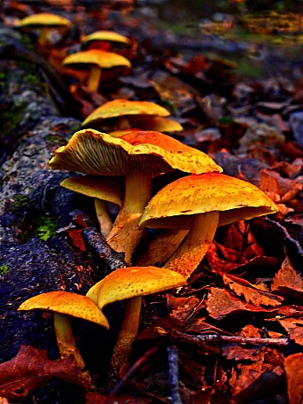 Influenced by Lynne P 
Photo:&nbsp;Syd Moore
Photo:&nbsp;'2013 May 30 00:39'
Original size:&nbsp;600 x 800; 544 kB
Filename:&nbsp;'NFF-TTC-Syd Moore-Influenced by Lynne P.'