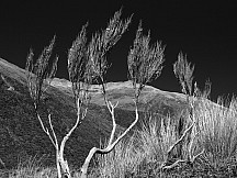 click to see gallery

The Dancing Dracophyllums 
Photo:&nbsp;Syd Moore
Photo:&nbsp;'2013 Jan 05 03:15'
Original size:&nbsp;3,648 x 2,736; 2,279 kB
Filename:&nbsp;'ABLTararua TCSyd Moore The Dancing Dracophyllums.'