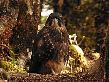 click to see gallery

Kārearea Nelson Lakes
Photo:&nbsp;Alan Graham
Photo:&nbsp;'2014 Jan 14 13:59'
Original size:&nbsp;4,608 x 3,456; 12,034 kB
Filename:&nbsp;'NFF-TTC-Alan Graham-KāreareaNelsonLakes'