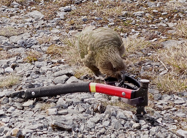 Arawhata Saddle kea nuisance