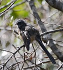 click to see gallery

Fantail
Photo:&nbsp;Pete Smith
Photo:&nbsp;'2016 Feb 22 15:44'
Original size:&nbsp;2,789 x 3,102; 4,373 kB
Filename:&nbsp;'NFF TararuaTC PeteSmith Fantail'