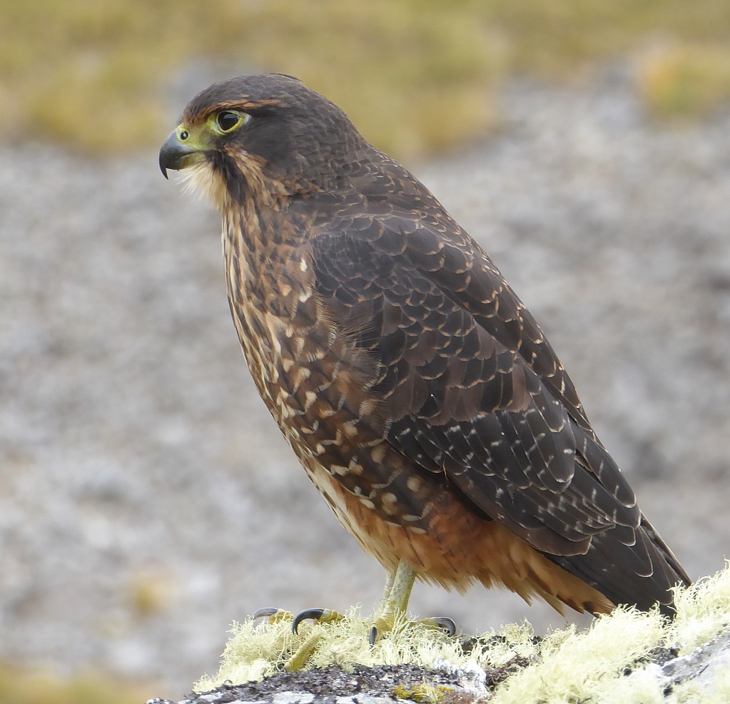 click on the photo to download the original image

NFF TararuaTC Ken Fraser Kārearea