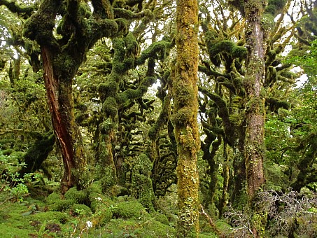 click on the photo and click again on the photo to download the original image

2011-02 BBL-Lynne Pomare-Cloud Forest Neil Saddle