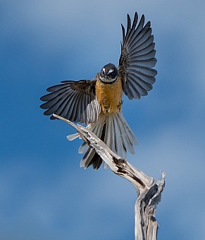 click on the photo and click again on the photo to download the original image

DSC_8668-3-1 Fantail
