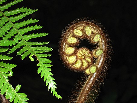 click on the photo and click again on the photo to download the original image

Koru - Trish Gardiner-Smith