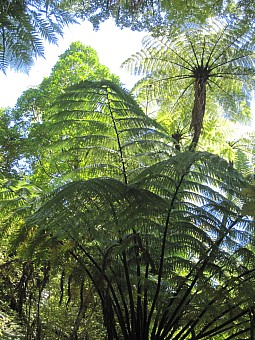 click on the photo and click again on the photo to download the original image

NFF - Trish Gardiner-Smith - Tree ferns
