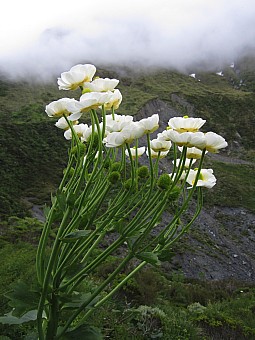 click on the photo and click again on the photo to download the original image

NFF-Susi Lang-Mount Cook Lilies