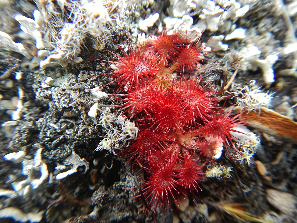 click on the photo to download the original image

NFF-Vivienne Radcliffe-Drosera