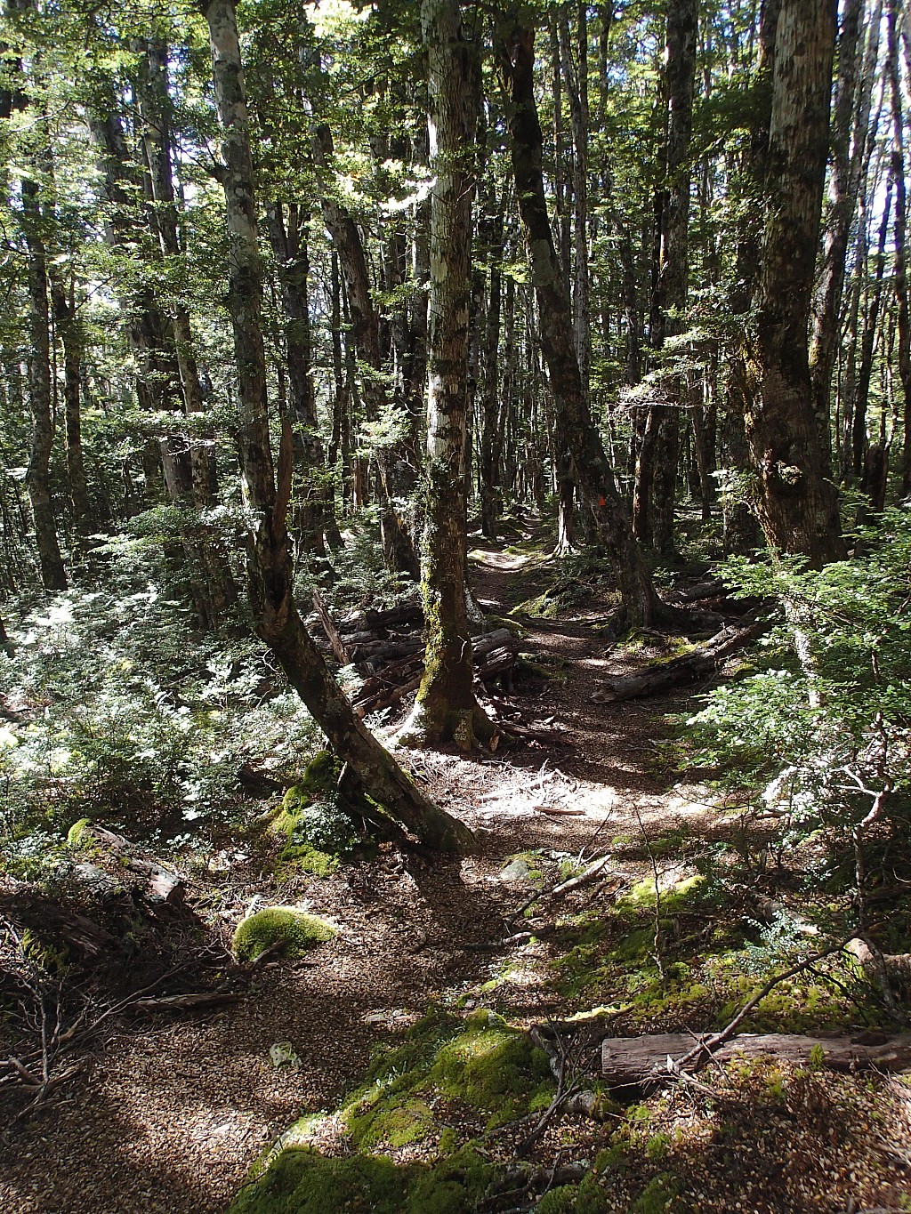 click on the photo to download the original image

2021-03-17 13.28.12 P3170201 Peggy - 