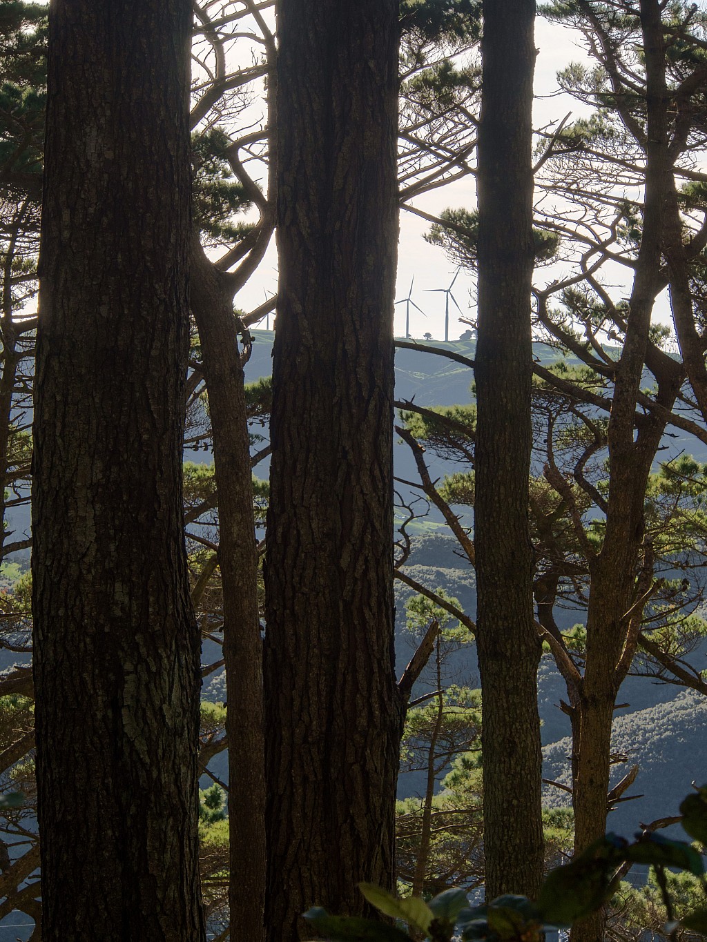 click on the photo to download the original image

BBW Tararua TC 090 Trunks and Towers Jenny Mason